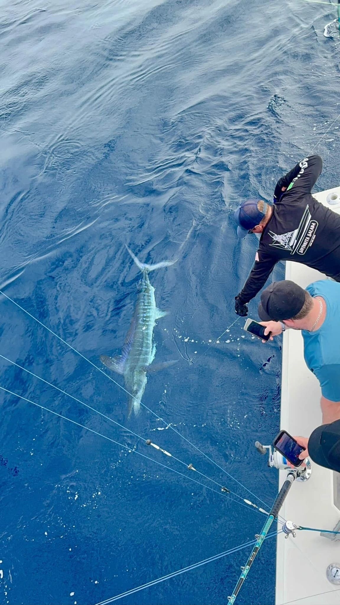 Marlin release at boatside