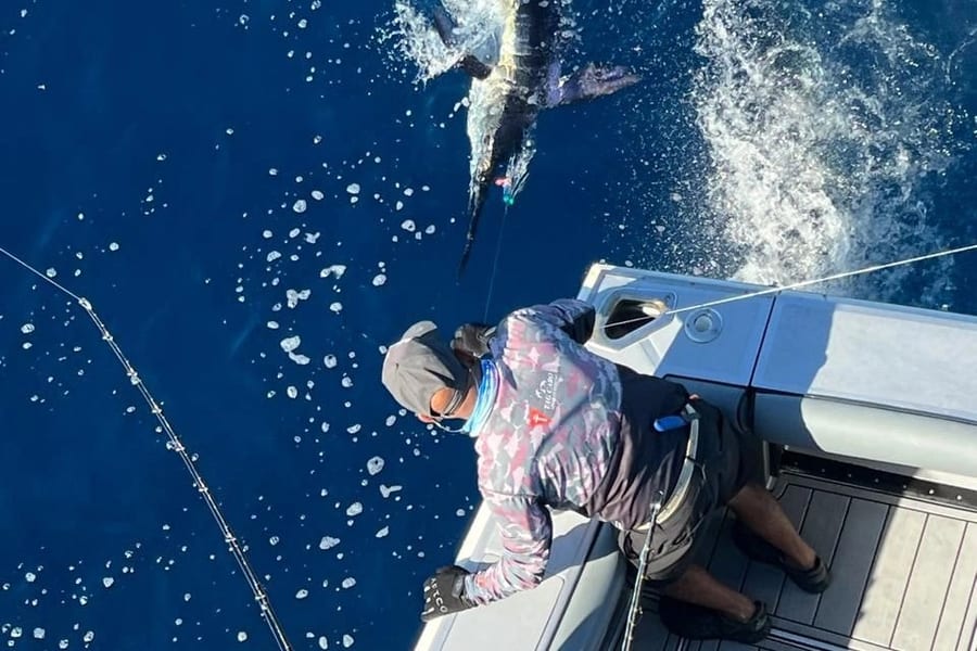 Black Marlin