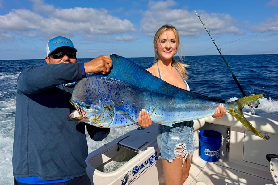 Dorado