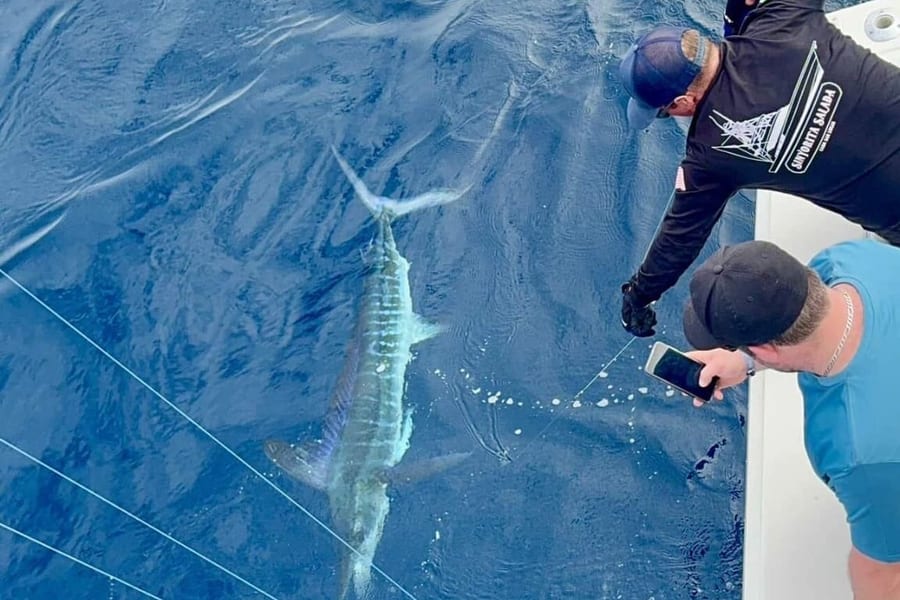 Striped Marlin