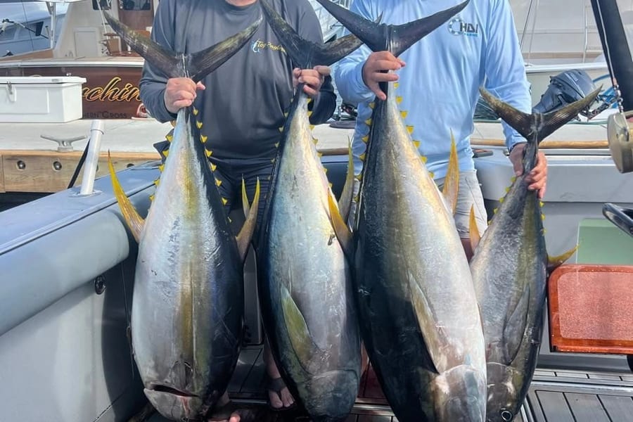 Yellowfin Tuna